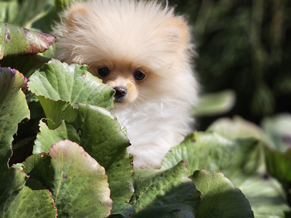Piekna suczka Pomerania