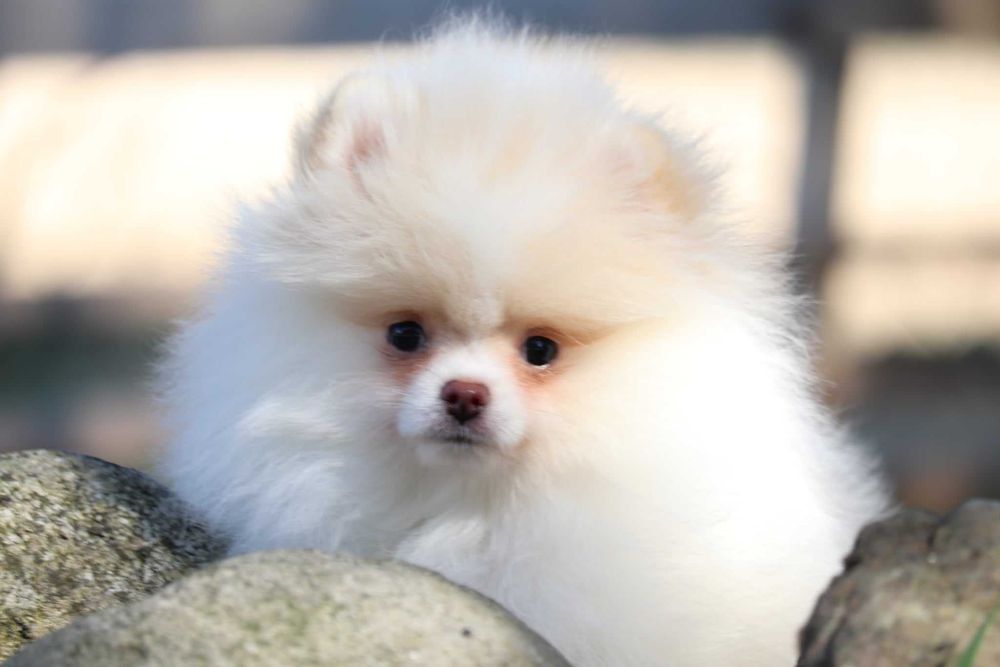 Piekny chlopiec pomeranian