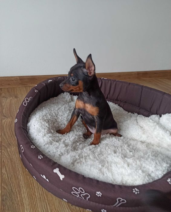 PINCZER RATLEREK miniaturowy  szczenię