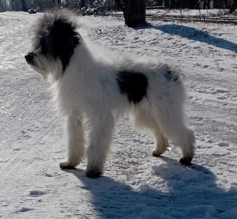 Одіси не для виставок і розведення