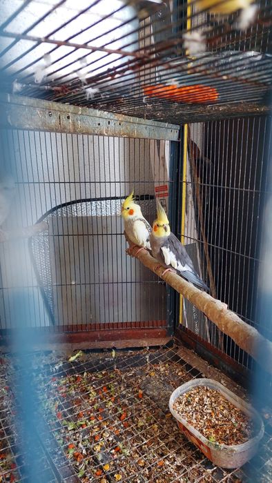 Casal caturras adulto