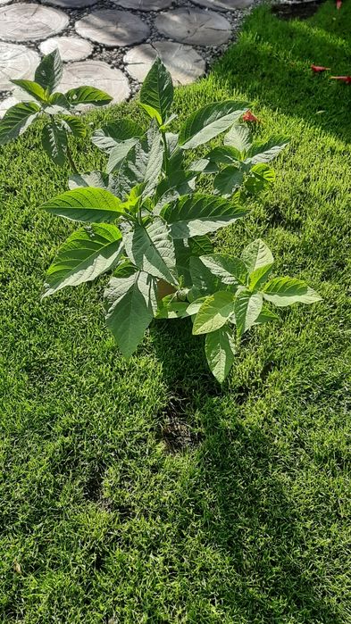 Datura brugmansia różowa