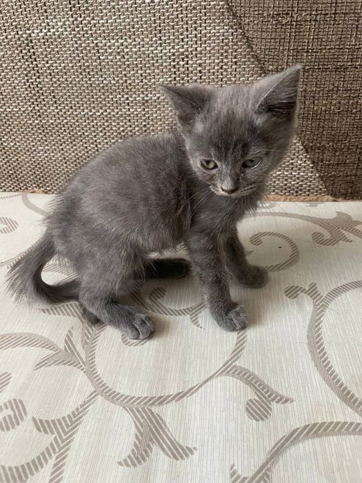 Продам кота напівбританця