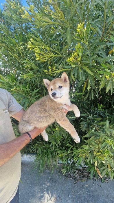 Shiba Inu Macho disponível