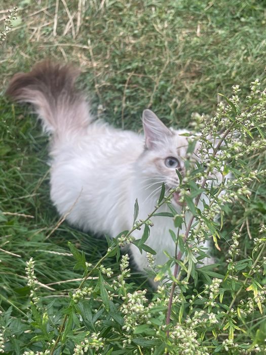 Кошеня породи невська маскарадна
