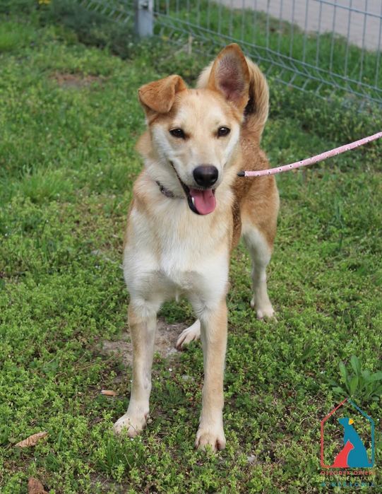 Melcia 115/25 - SZUKA DOMU!