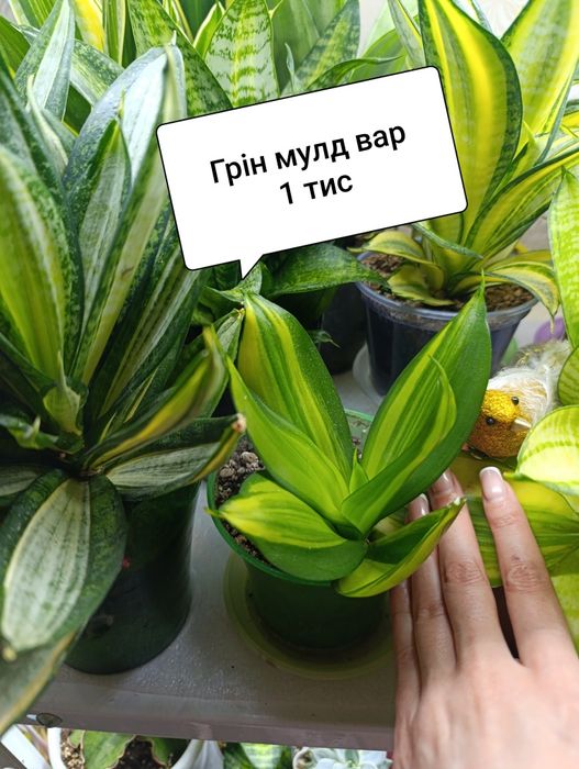 Сансевьера свірлз Сіра Індонезія Медіопікта Блек Драгон