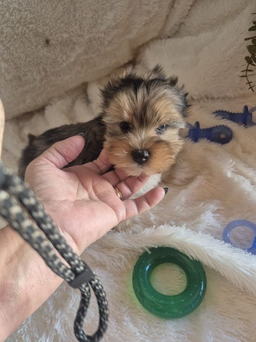 Biewer Terrier Fêmea Choco Melre Criadora Registada PT3088FL
