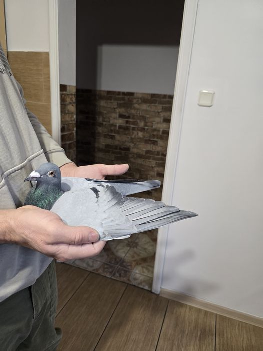 Gołębie pocztowe 76