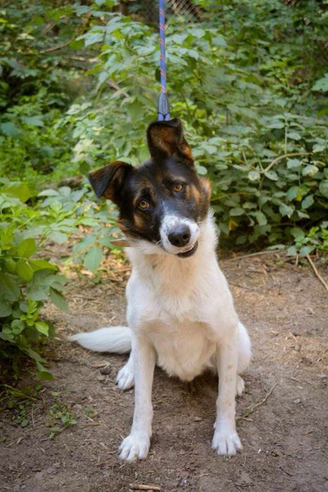 Beethoven energiczny psiak szuka domu