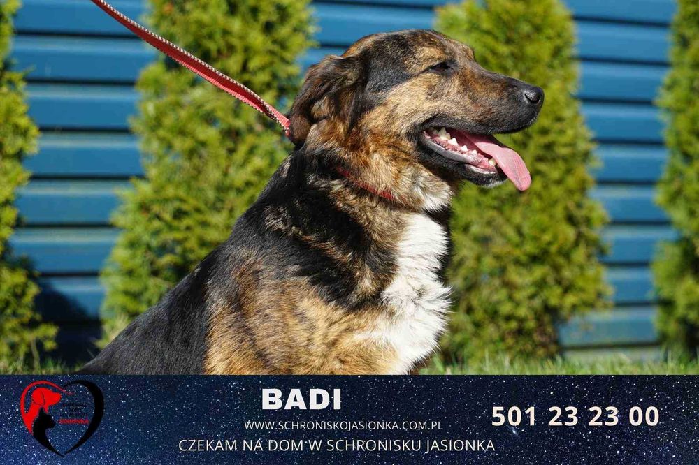 BADI do adopcji – Schronisko Jasionka