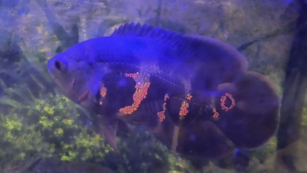 Продам красивого та активного астронатуса. Риба здорова, доглянута, з