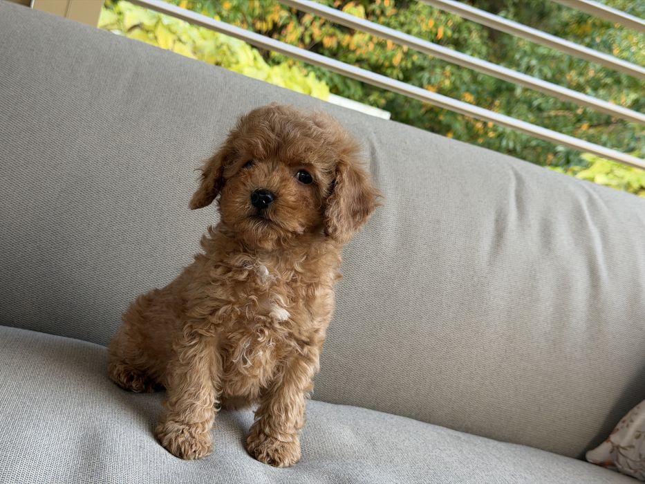 Cavapoo - chlopczyk  ;)