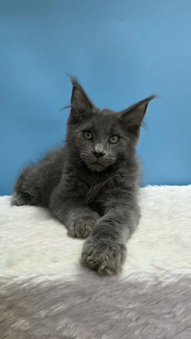 Голубой мальчик мейн кун