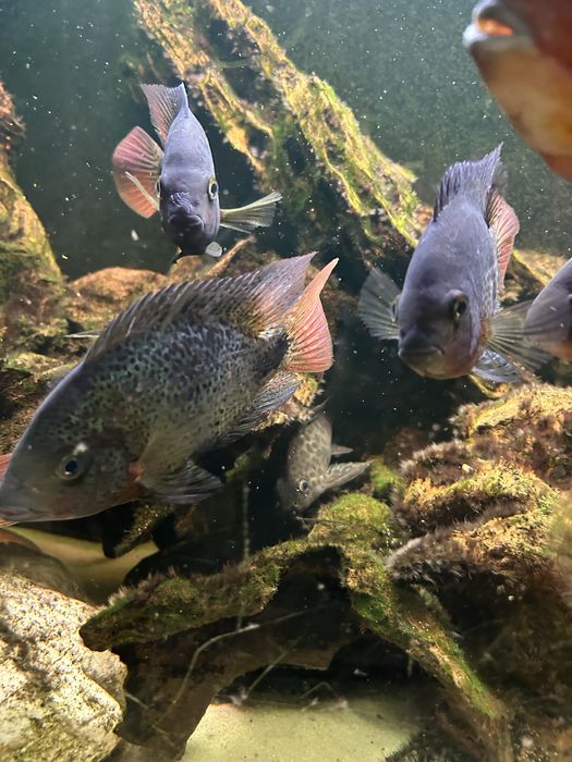 Akwarium 450 l 180x50x50 + pielegnice