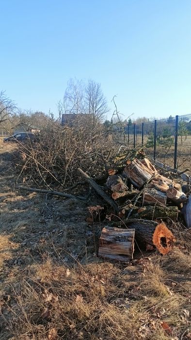 Oddam drzewa po wycince