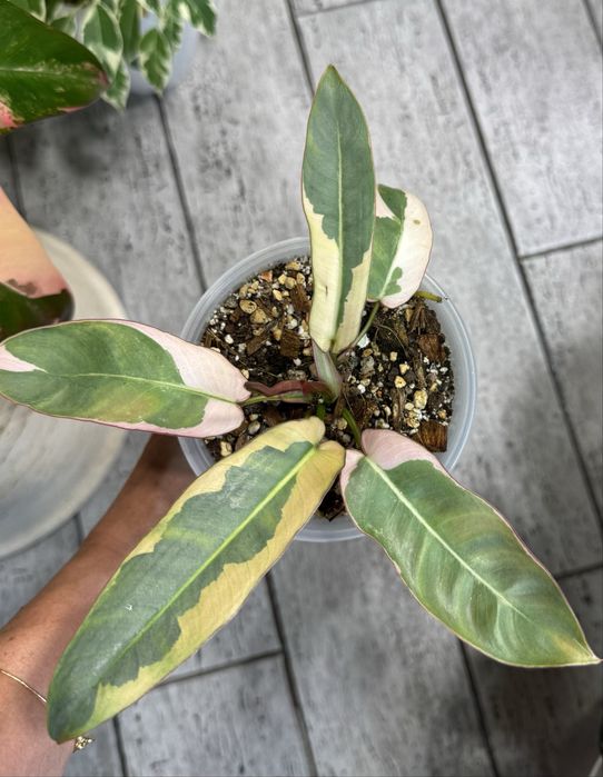 Филодендрон Atabapoense variegated