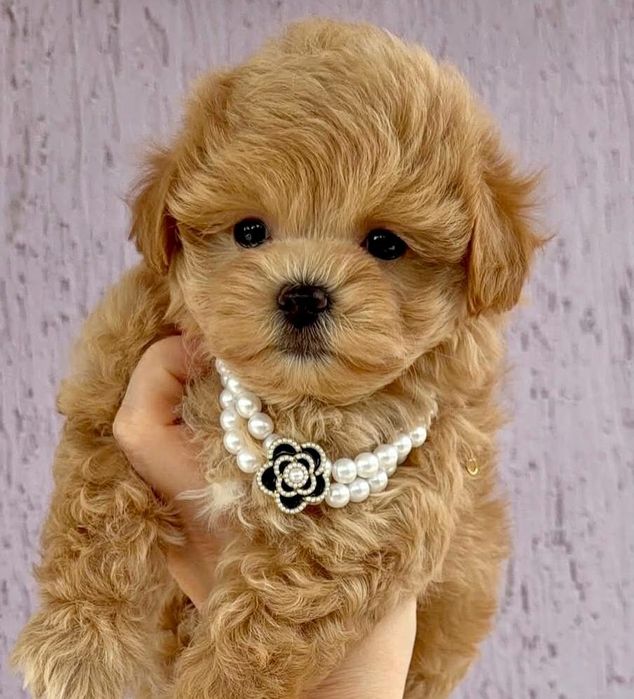 Малюки Мальтіпу Карамель F1