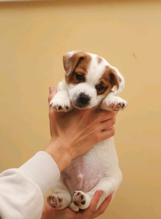 Джек Рассел тер'єр з документами клубу КСУ