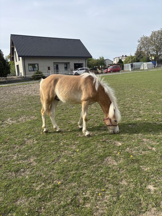 Wałach haflinger