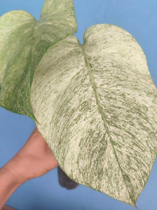 Монстера Фулл Мінт/Monstera Full Mint, ароїдні