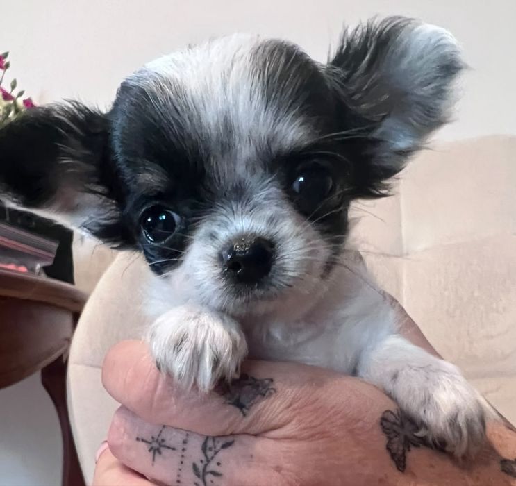Bowie – mini xs chihuahua długowłosy tricolor