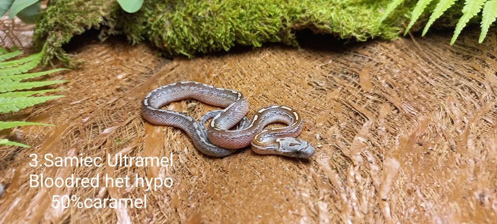Wąż zbożowy. Tessera.  Ame.l Ultrame.l Bloodred. Młode