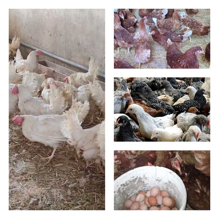 Продам кури несушки! Доставка безкоштовна. Христинівка!