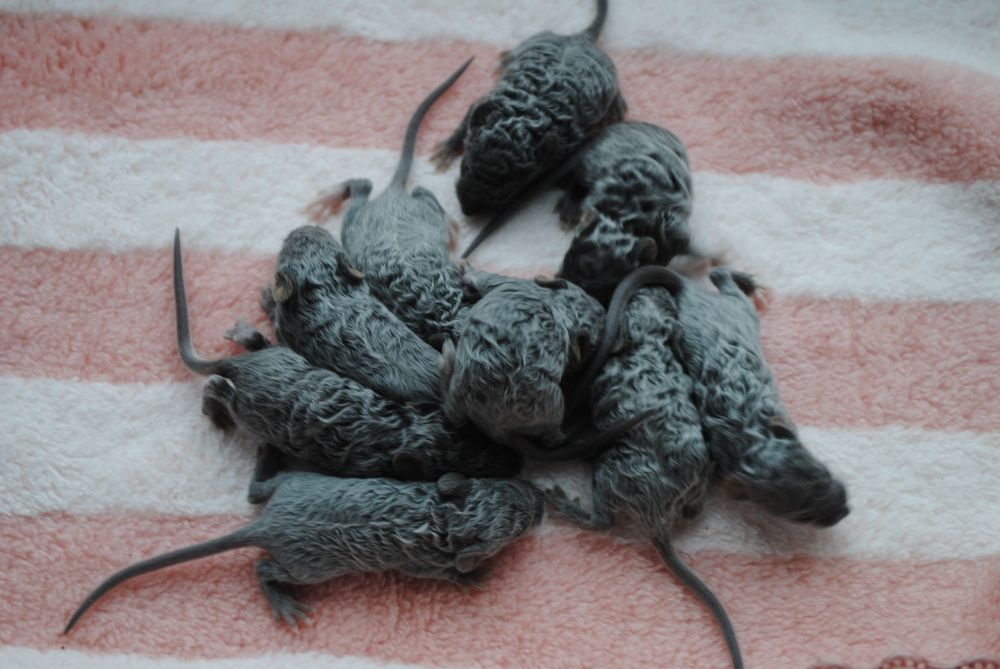 Мышки. Декоративная мышь. Мышата. Рекс