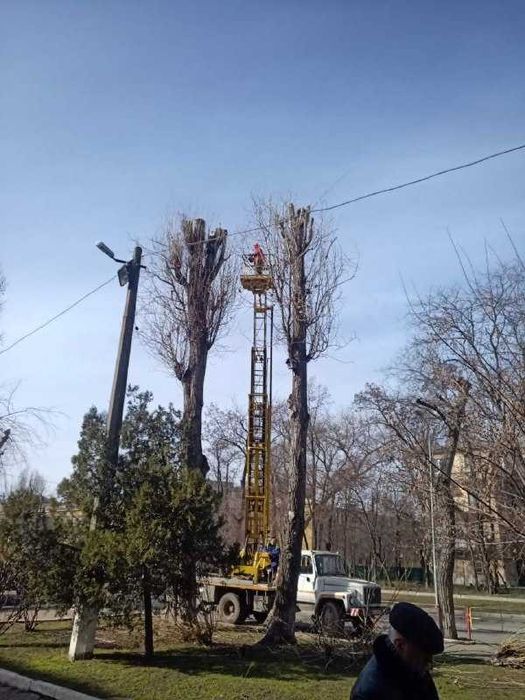Спил и обрезка деревьев, кронирование