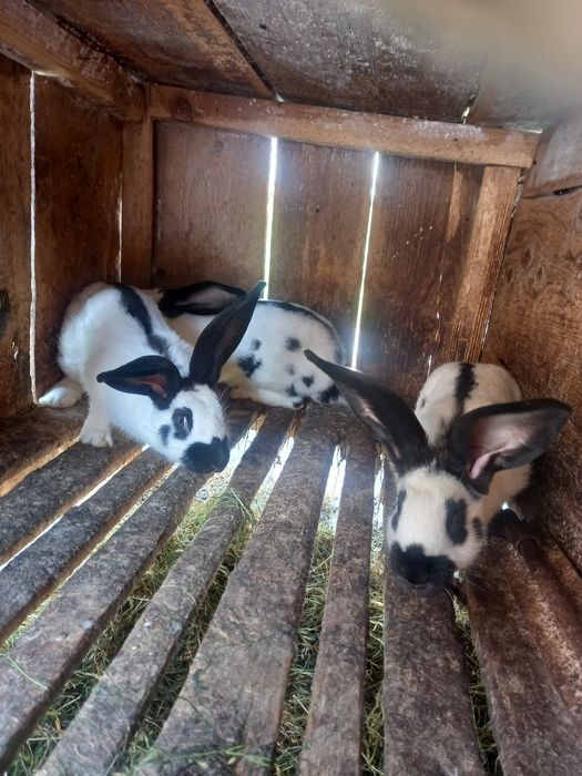 Німецький строкач