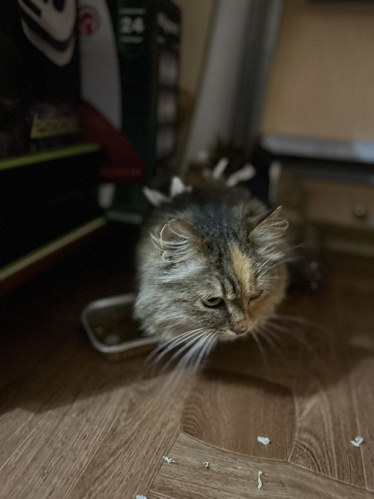 Кішечка стерилізована молода дуже лагідна