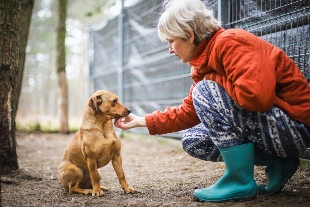 Smuti - młoda sunia w typie jamniczka filmik