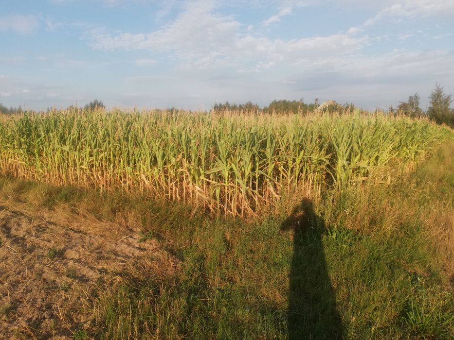 Kukurydza na pniu na kiszonkę