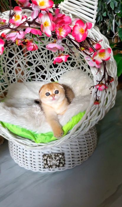 Сама нежность,  котята золотая шиншилла.