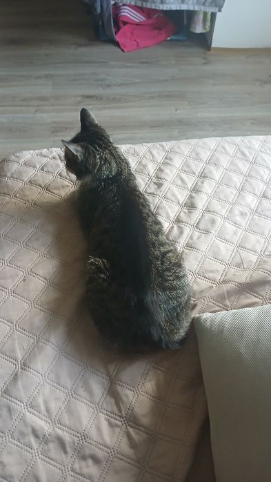 Zaginęła kotka lusia