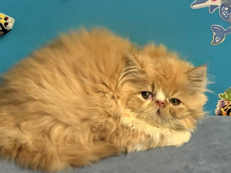 Персидські кошенята