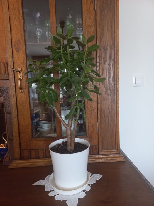 Kaktus grubosz drzewko szczescia 60 cm