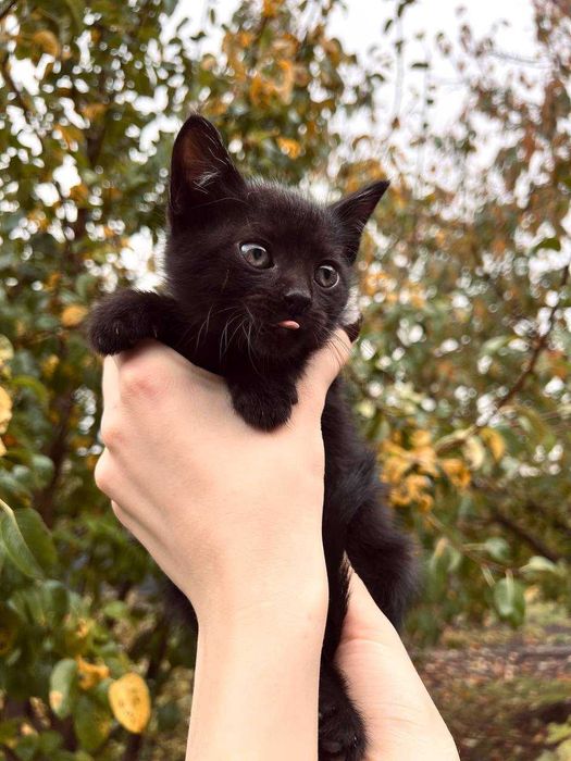 Милі чорні кошенята — хлопчик і дівчинка шукають дім