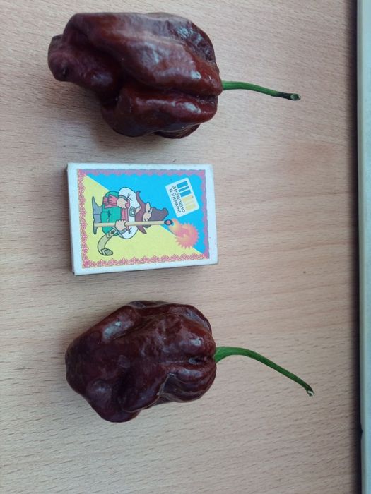 Набір насіння гострого перцю Хабанеро Habanero - 40 насінин