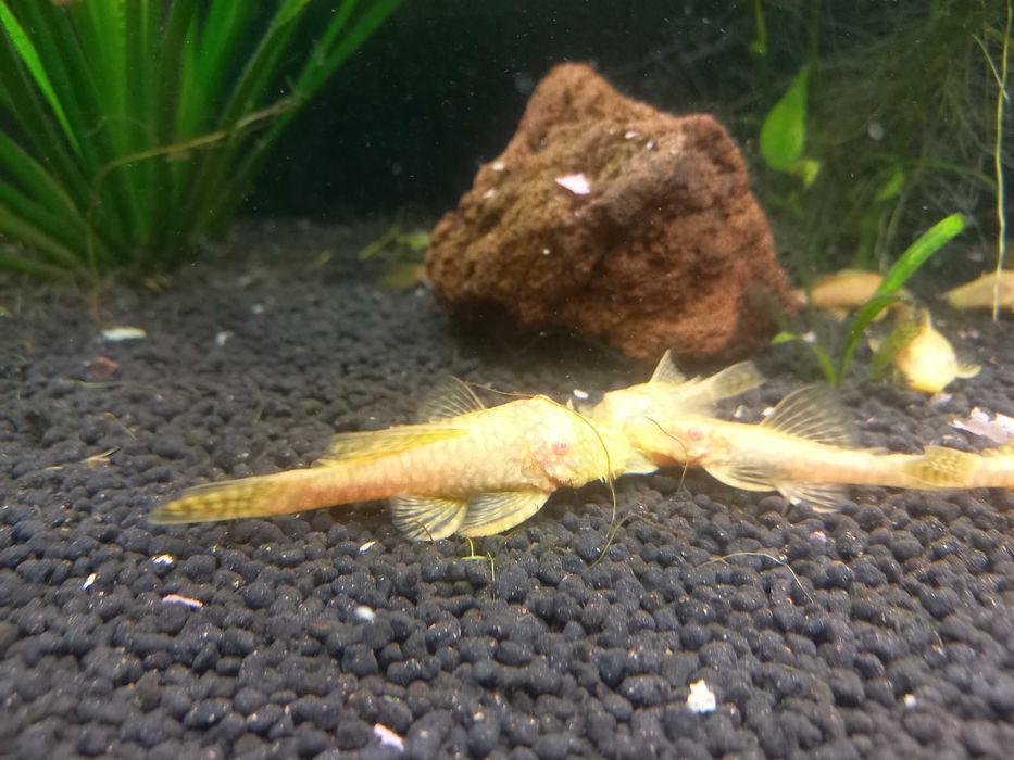 Zbrojnik glonojad albinos 10-12cm