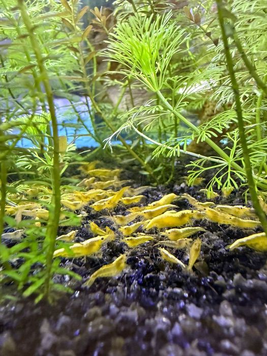 Neocaridina Yellow Golden Back