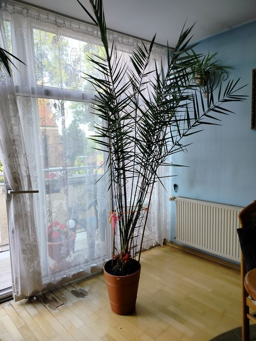 Sprzedam palmę..