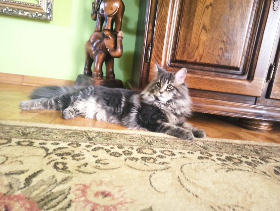 Maine Coon-koteczka po Championie