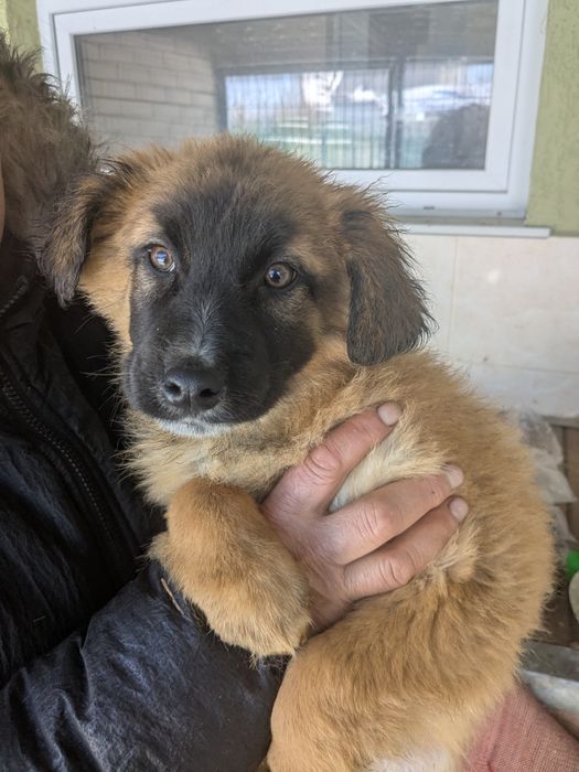Щеня Гарбузик шукає родину
