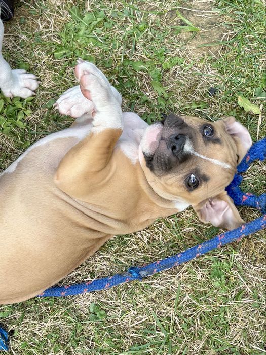 Szczeniak amstaff suczka