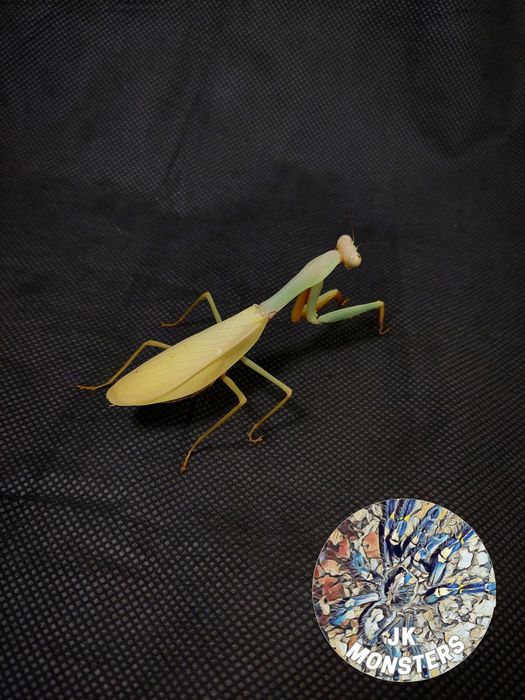 Modliszka Hierodula venosa gold +gratisy
