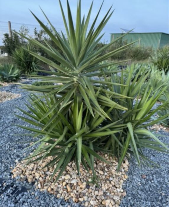 Vendo Yuccas & Catos