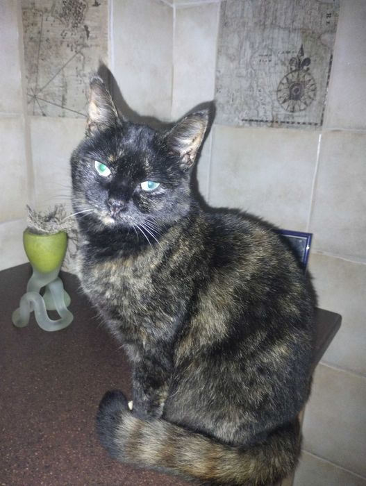 Віддам котика в гарні руки