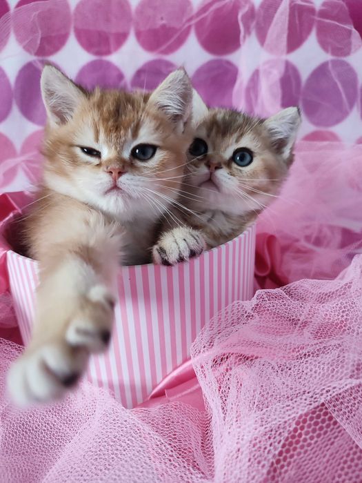 Kociak brytyjski, brytyjski krótkowłosy